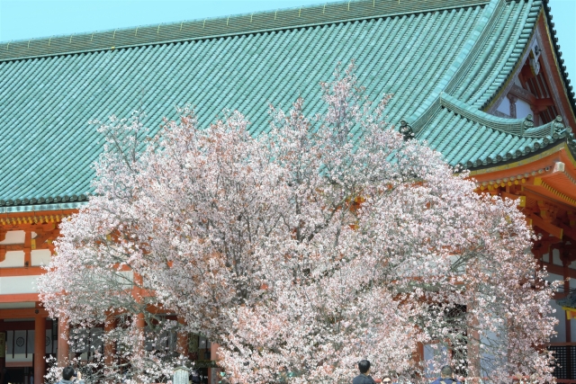 平安神宮の桜