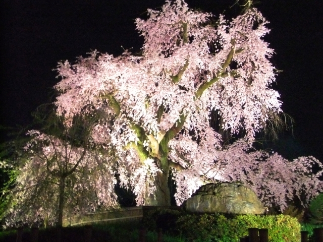 円山公園のしだれ桜