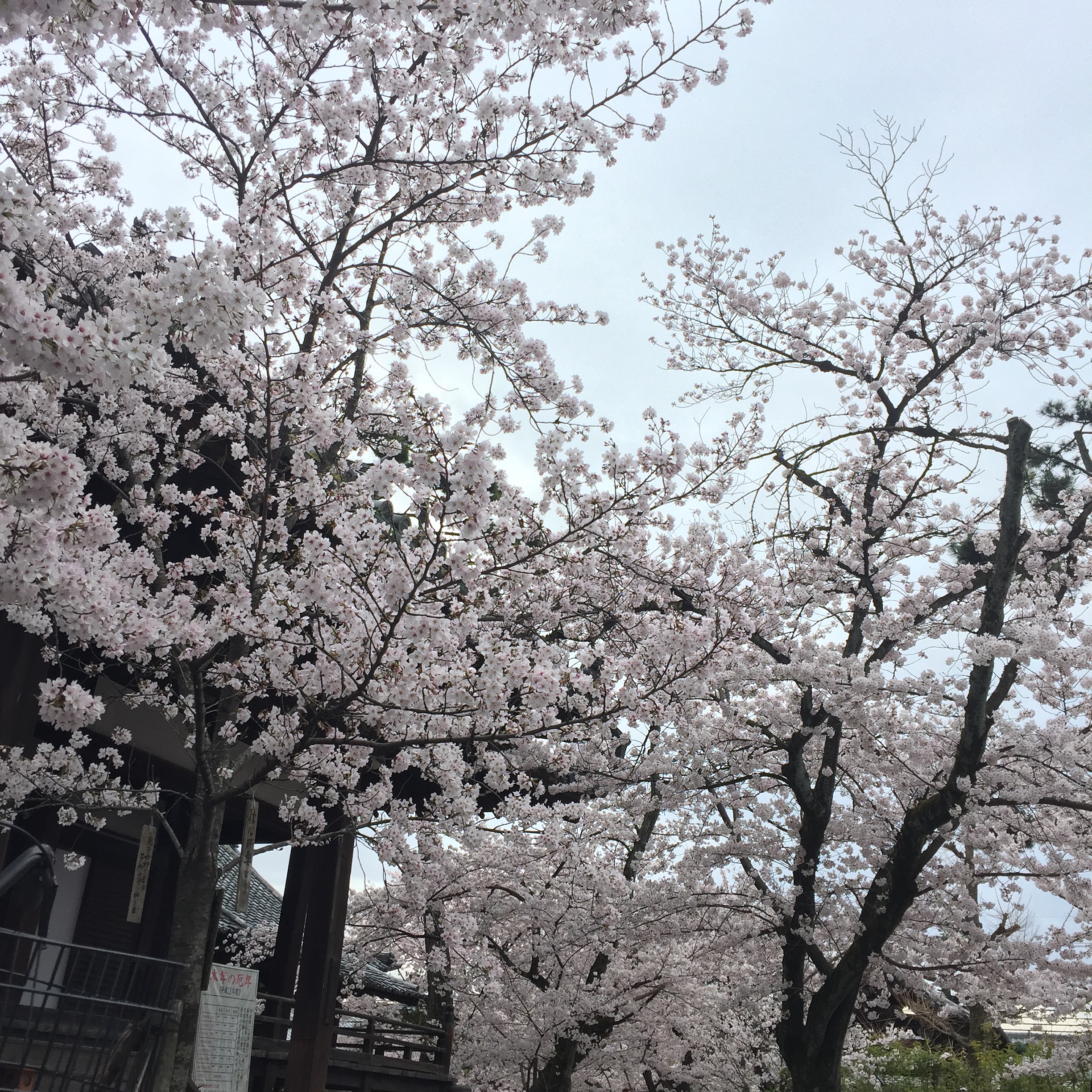 立本寺の桜