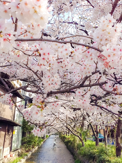 高瀬川沿いの桜